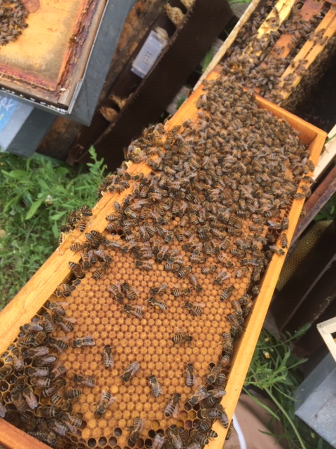 Vente miel direct apiculteur Narbonne